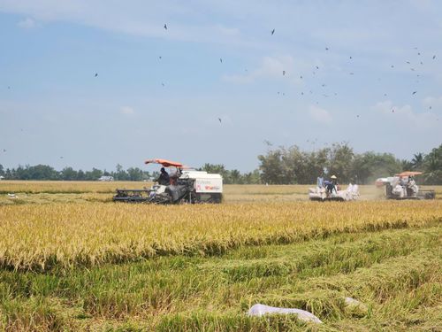 Các địa phương vùng ĐBSCL tổ chức sản xuất trong mùa lũ