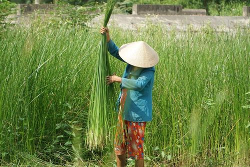 Người làm nghề ưu tiên thân lác dài, đều và dẻo để thuận lợi cho các công đoạn chẻ, phơi, nhuộm và dệt