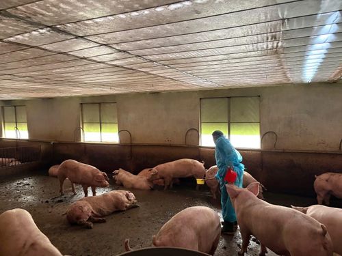 Trang trại heo có chứa chất cấm bị triệt phá. Ảnh: C.A