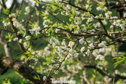 Giữa tiết trời se lạnh, sắc trắng của hoa càng nổi bật, khiến nhiều du khách bất ngờ khi bắt gặp hoa mận nở giữa mùa thu. Những chùm hoa trắng nhỏ li ti phủ trên các cành mận lâu năm, hòa cùng làn sương lững lờ, tạo nên khung cảnh yên bình và thơ mộng giữa cao nguyên Mộc Châu.