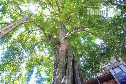 Ngày nay, cây thị cổ thụ không chỉ được bảo vệ như một cây di sản đặc biệt mà còn trở thành địa điểm để người dân, học sinh, sinh viên tìm đến tham quan, tìm hiểu và nghiên cứu. Bảo tồn một cây cổ thụ hàng trăm năm tuổi không chỉ là giữ lại một cá thể thực vật, mà còn là gìn giữ nguồn gen, bảo vệ một phần hệ sinh thái bản địa và lưu giữ một dấu ấn gắn với đời sống văn hóa của cộng đồng.