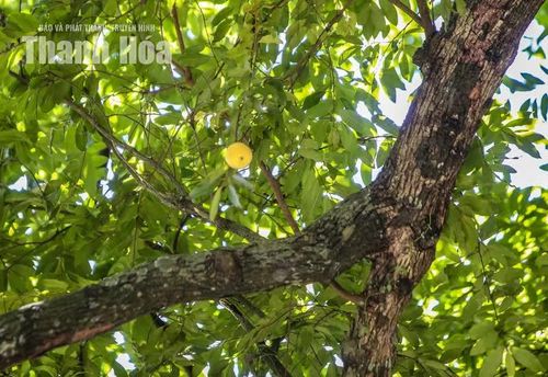 Mỗi mùa thị chín, vẻ đẹp của cây lại có thêm một sắc thái khác. Những quả thị vàng nổi bật giữa nền lá xanh, từng chùm quả trĩu xuống trên các cành cây. Hương thị dịu nhẹ lan tỏa trong khuôn viên, tạo nên một không gian vừa gần gũi, vừa đặc biệt.