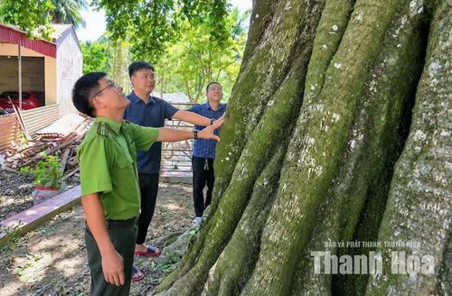 Cây cao khoảng 25 m, chu vi gốc sát mặt đất khoảng 9,5 m. Tại vị trí cách mặt đất 1,3 m, chu vi thân cây khoảng 6,2 m, tương đương đường kính khoảng 2 m.