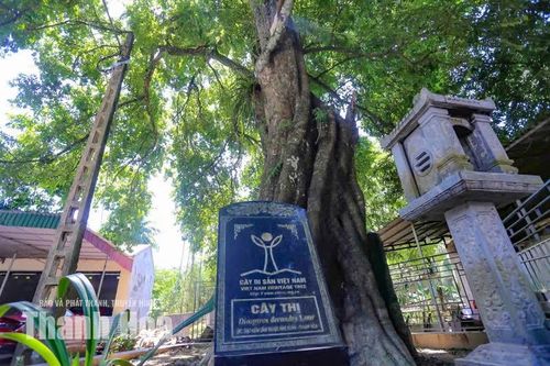 Trải qua khoảng 7 thế kỷ, cây thị cổ thụ ở Như Xuân vẫn sừng sững giữa đất trời. Mỗi mùa thị chín, những chùm quả vàng ươm nổi bật giữa tán lá xanh, tỏa hương thơm dịu, tạo nên một nét riêng khó trộn lẫn.