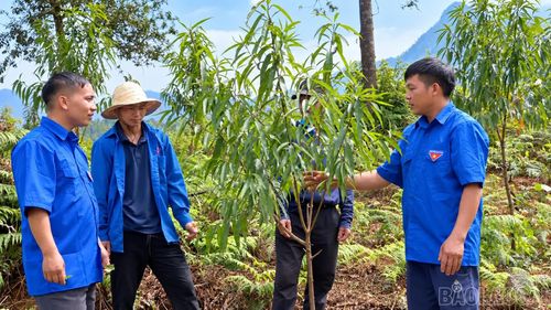 Bí thư Đoàn Thanh niên xã Tà Xi Láng - Hờ A Do (ngoài cùng bên trái) chia sẻ kinh nghiệm trồng đào rừng bằng cách ươm hạt với đoàn viên, thanh niên.