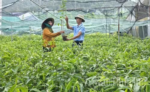 Bà Trương Thị Sinh chăm sóc vườn ươm dược liệu rộng hơn 10ha, mô hình đem lại doanh thu tiền tỷ mỗi năm cho gia đình.
