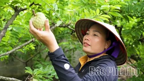 Bà Chu Thị Loan (thôn Ngọc Thụ) bên vườn na mang lại nguồn thu hàng trăm triệu đồng mỗi vụ nhờ áp dụng kỹ thuật mới.