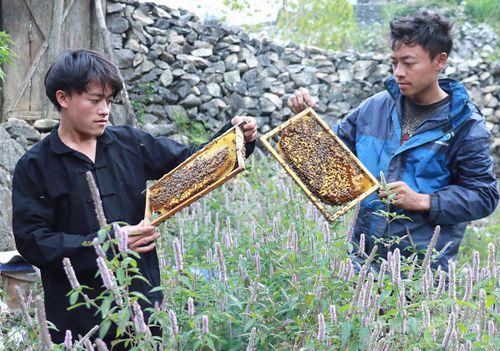 Người dân xã Khâu Vai bảo vệ diện tích cây hoa Bạc hà nhằm tạo vùng nguyên liệu ổn định để sản xuất mật ong Bạc hà.