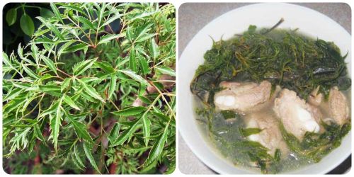 Đinh lăng là vị thuốc dân gian quen thuộc của người dân Việt Nam