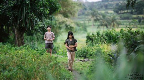 Hình ảnh trong phim Tôi thấy hoa vàng trên cỏ xanh.