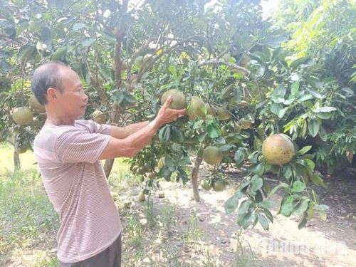 CCB Phạm Văn Tấn là tấm gương sáng trong phong trào phát triển kinh tế ở địa phương. Ảnh: Trung Hiếu