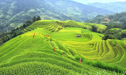 Mùa vàng trải theo những nếp ruộng, mềm mại từ chân đồi lên đỉnh.