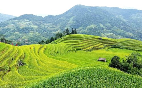 Những lớp ruộng nối nhau, đưa sắc thu lên triền núi Hoàng Su Phì.