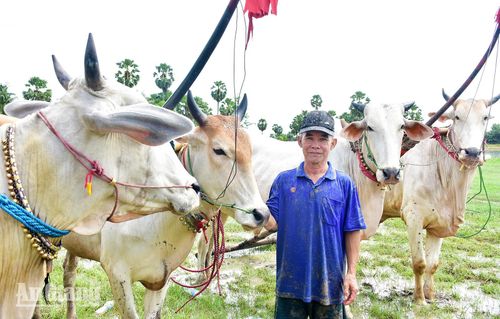 Ông Nguyễn Thành Tài với đôi bò của mình trước thềm Hội đua bò Bảy Núi tranh cúp Truyền hình An Giang (ATV) lần thứ 31 năm 2026. Ảnh: THANH TIẾN