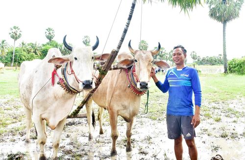 Anh Chau Rum xem đôi bò như tài sản quý.