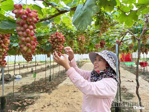 Bà Nguyễn Thị Thu Thủy (xã Vĩnh Hải) chăm sóc nho tại vườn hướng đến thị trường cuối năm và Tết.