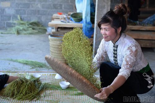 Toàn xã Tú Lệ hiện có 1.020 hộ làm cốm, chiếm gần 40% tổng số hộ dân.