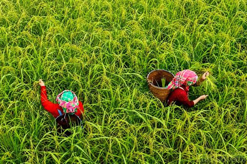 Người dân Tú Lệ thu hoạch lúa nếp để làm cốm cuối mùa.
