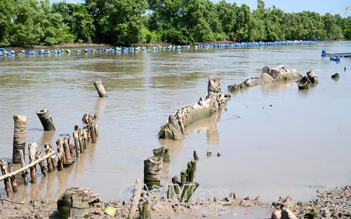 Hệ thống kè bằng cây gỗ địa phương không giữ vững trước áp lực của dòng chảy ngày càng mạnh, nhiều tuyến lộ ven sông trên địa bàn xã Cái Nước tiếp tục sạt lở nghiêm trọng.