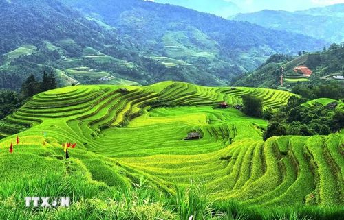 Những triền lúa nối tiếp nhau trong vòng ôm của núi rừng Hoàng Su Phì. (Ảnh: Minh Tâm/TTXVN)