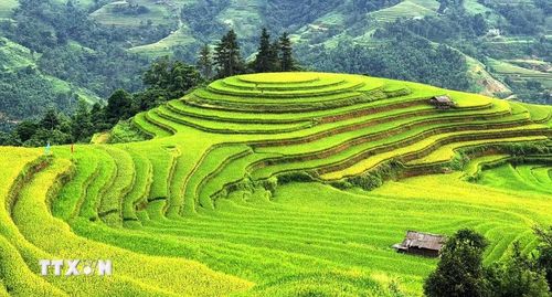 Ruộng bậc thang uốn những vòng cung mềm mại giữa màu xanh đại ngàn. (Ảnh: Minh Tâm/TTXVN)