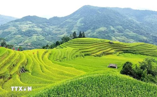 Những lớp ruộng nối nhau, đưa sắc thu lên triền núi Hoàng Su Phì. (Ảnh: Minh Tâm/TTXVN)