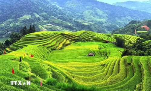 Sắc lúa vàng xanh đan xen, dệt nên bức tranh thu nơi miền núi. (Ảnh: Minh Tâm/TTXVN)
