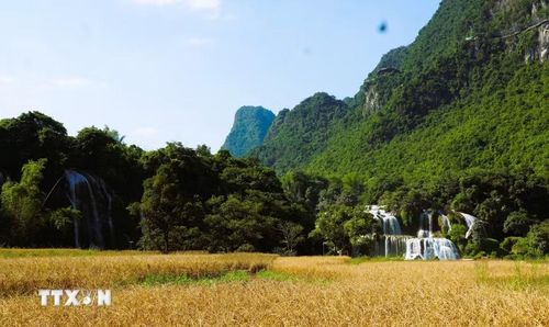 Thác Bản Giốc nổi bật trên cánh đồng lúa chín tạo nên vẻ đẹp thơ mộng nơi biên cương Tổ quốc. (Ảnh: Chu Hiệu/TTXVN)