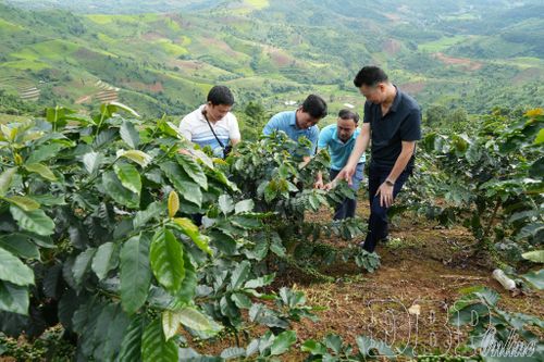 Lãnh đạo xã Búng Lao kiểm tra diện tích cà phê của người dân trên địa bàn. Ảnh: Quang Long