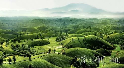 Những đồi chè nối tiếp nhau tạo nên bức tranh thiên nhiên đặc sắc của vùng trung du Phú Thọ.