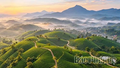 Đồi chè Long Cốc là điểm du lịch xanh thu hút du khách trong và ngoài nước.