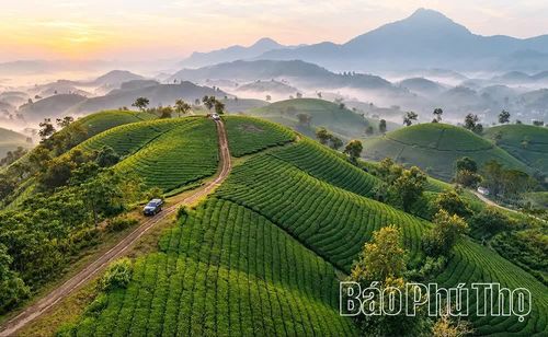 Những luống chè uốn lượn theo địa hình, tạo sức hấp dẫn riêng cho vùng đất này.