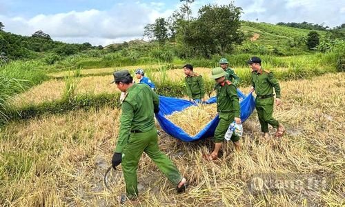 Lực lượng Công an xã giúp dân thu hoạch lúa - Ảnh: Doãn Linh