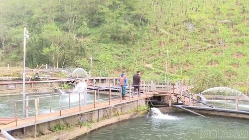 Nguồn nước lạnh quanh năm dưới chân dãy Hoàng Liên Sơn tạo điều kiện thuận lợi cho nghề nuôi cá hồi, cá tầm phát triển.