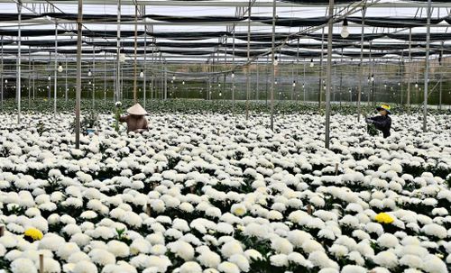Hoa - một trong những ngành lợi thế của tỉnh Lâm Đồng