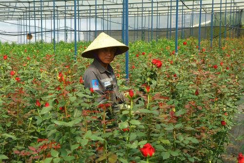 Nhiều người từ các tỉnh, thành khác tới Đà Lạt lập nghiệp từ nghề trồng hoa.