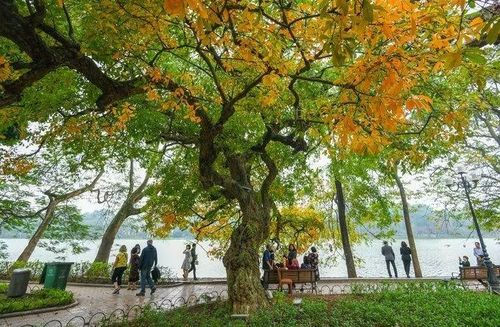 Chạy dọc giữa hồ Tây và hồ Trúc Bạch, đường Thanh Niên mang đến không gian thoáng đãng, trong lành với những hàng cây xanh rợp bóng. Vào buổi chiều, ánh nắng xuyên qua tán lá, phản chiếu xuống mặt hồ tạo nên những mảng màu vàng ấm áp. Đây là địa điểm thích hợp để chụp ảnh và tận hưởng những phút giây thư thái giữa lòng Thủ đô. Ảnh: Arttimes