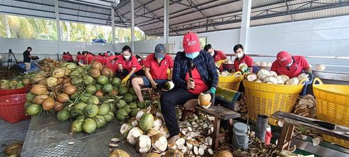 Công nhân sơ chế dừa tại nhà máy của Vina T&T Group. Ảnh: Quốc Hải.