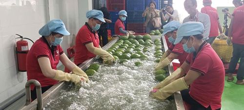 Công nhân sơ chế bưởi da xanh tại nhà máy của Vina T&T Group. Ảnh: Quốc Hải.