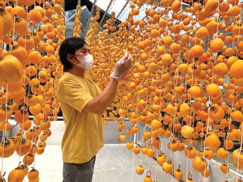 Những quả hồng được treo giàn sấy gió theo phương pháp sấy khô Nhật Bản trong khu nhà xưởng của gia đình chị My