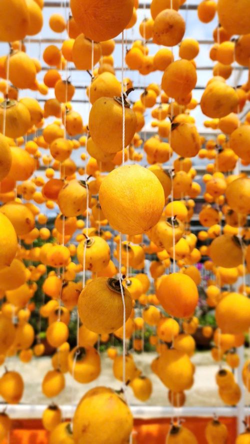 Những quả hồng được treo giàn sấy gió theo phương pháp sấy khô Nhật Bản trong khu nhà xưởng của gia đình chị My