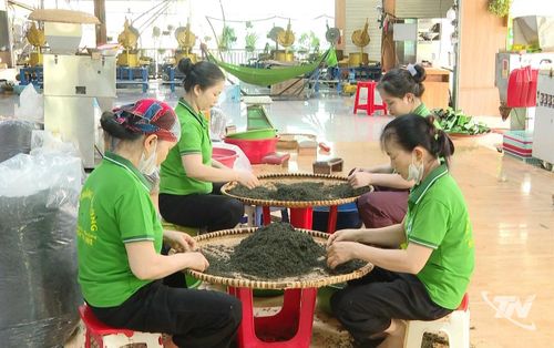 Sản xuất chè tại cơ sở sản xuất chè Thắng Hường, xã Tân Cương.