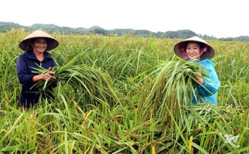 Mỗi độ Thu về, người Hợp Thành lại ra đồng thật sớm để thu hoạch lúa non mang về nhà làm ra những mẻ cốm thơm ngon.