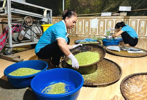 Công đoạn sản xuất cốm khá cầu kỳ nhưng luôn đảm bảo vệ sinh an toàn thực phẩm.