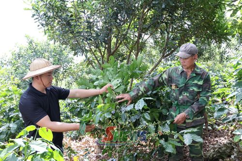 Nông dân xã Chiềng La chăm sóc nương cà phê trồng dưới tán cây mắc ca.