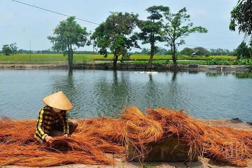 Nghề đan cỏ tế Phú Túc (Ảnh: phuongduc.hanoi.gov.vn)