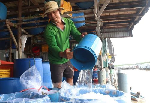 Hoạt động thu mua hải sản của các vựa hải sản tại xã Đất Mũi. Ảnh: Tuấn Phi – TTXVN