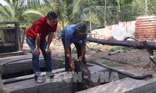 Ngư dân thu hoạch tôm trong vuông nuôi thiên nhiên. Ảnh: Tuấn Phi – TTXVN