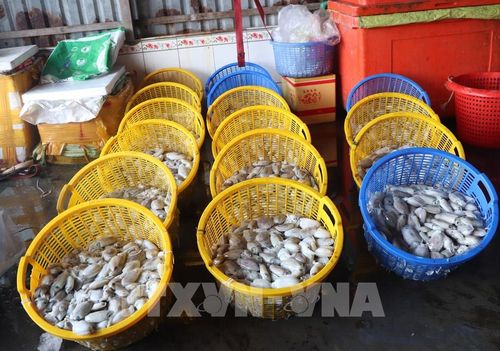 Hải sản được thu mua tại vựa được phân loại cung cấp ra thị trường. Ảnh: Tuấn Phi – TTXVN