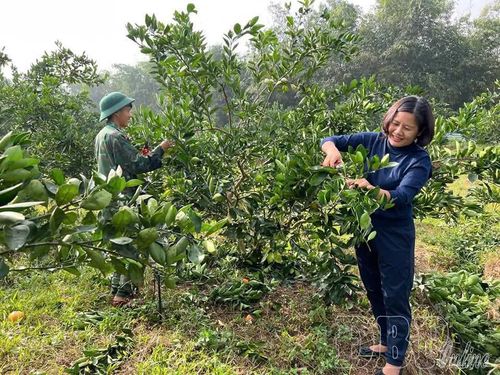 Nhờ tiếp cận nguồn lực, Công ty TNHH Cara Farm Việt Nam có điều kiện phát triển, mở rộng diện tích cây ăn quả.